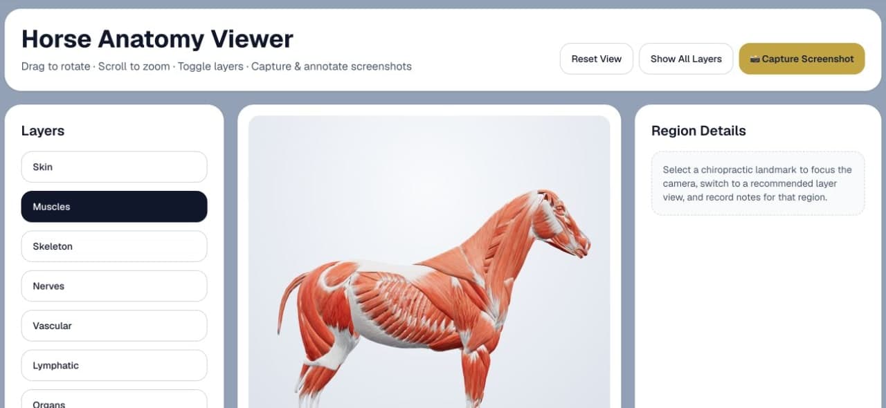 Chiro Stride equine 3D anatomy viewer showing the muscle layer, layer controls, and region details